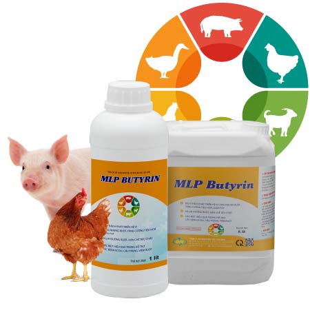 MLP BUTYRIN - TÁI TẠO LÔNG NHUNG ĐƯỜNG RUỘT